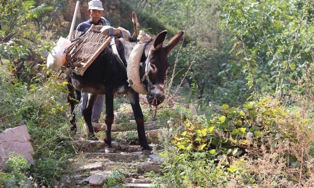 64岁老汉深山之中过着原始农耕生活,养驴种田自给自足,不出山