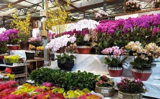 官园没了?天娇没了?北京哪里还有花鸟鱼虫市场?