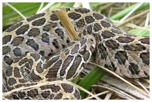 几个令人震惊关于蛇的故事,蛇没有耳朵,甚至吃