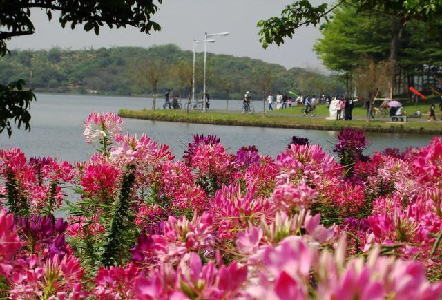 东莞松山湖花海