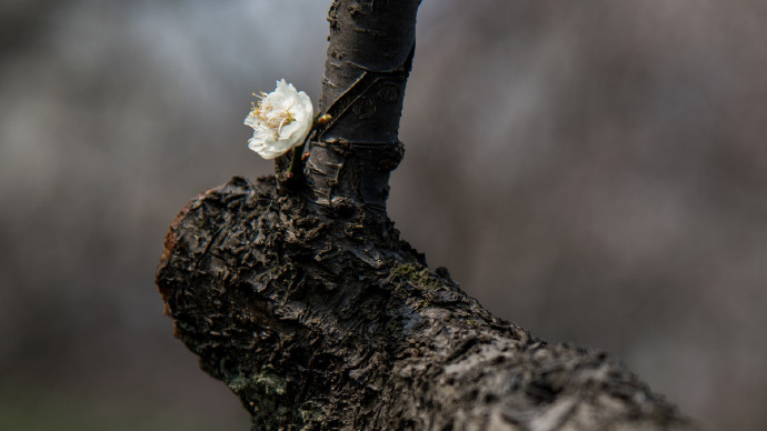 六出飞花休漫舞,一枝春信到江南