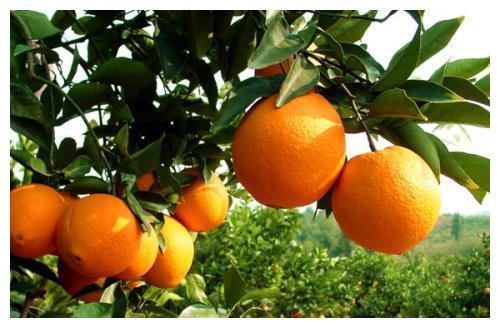 营养价值超高的三种常见水果，橙子上榜，第三种被誉为水果之王