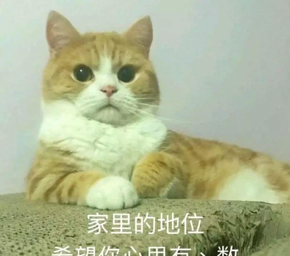 猫咪沙雕可爱表情包:我就是一个让人惹人喜爱的猫猫
