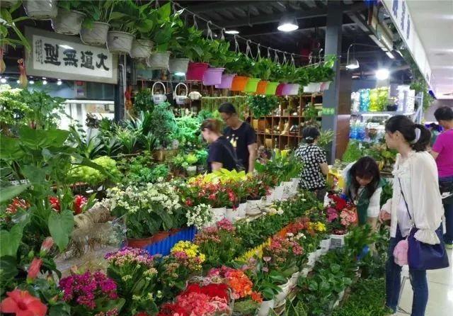 天娇没了?北京哪里还有花鸟鱼虫市场?
