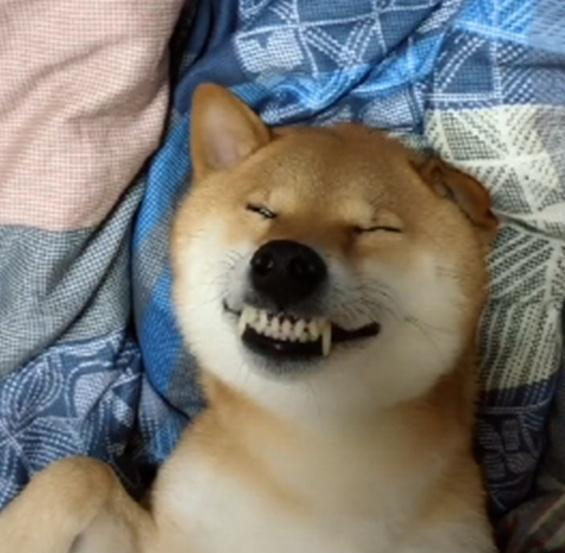柴犬睡着后,露出一口整齐的牙齿,主人用它弹起了小曲