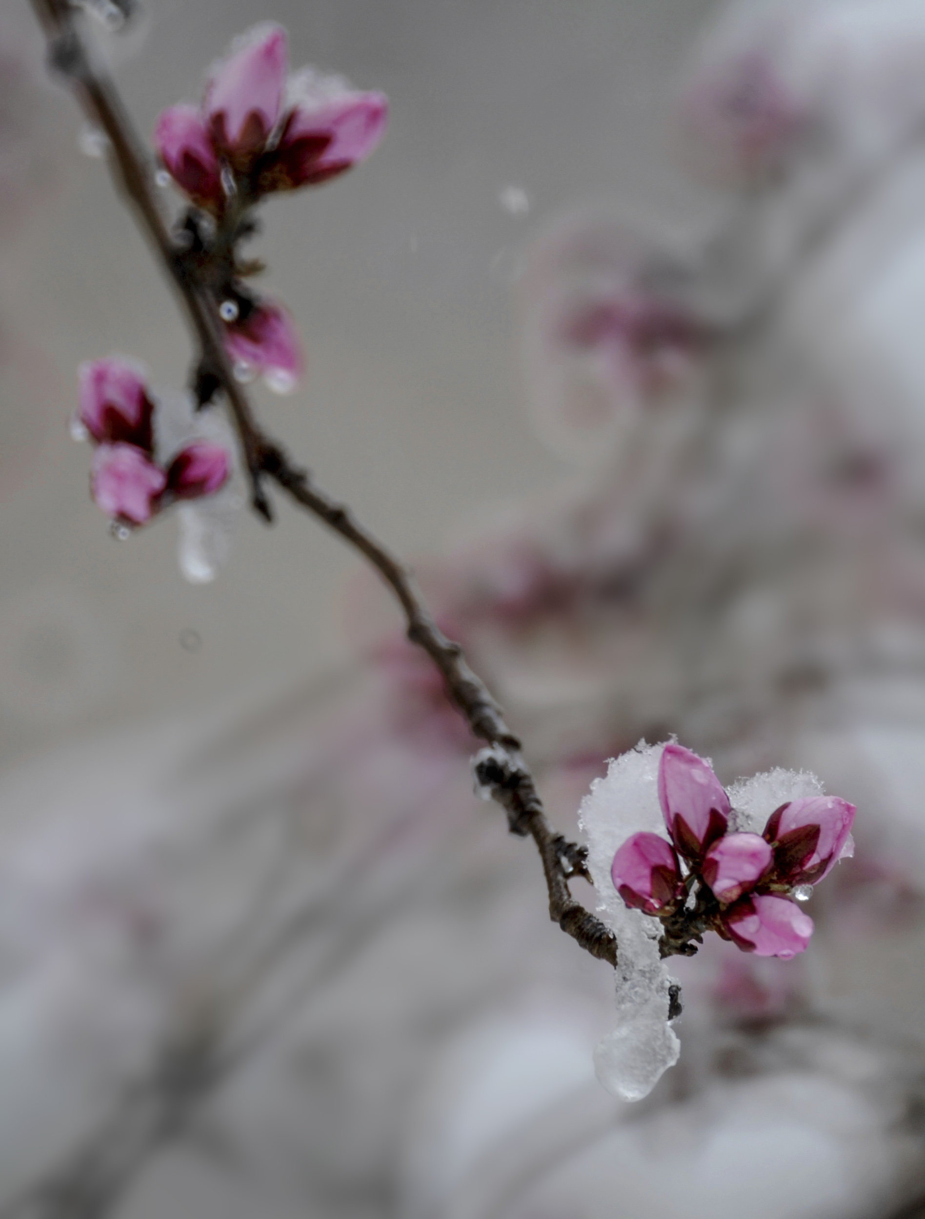 雪映桃花-菏泽牡丹商品品种-图片