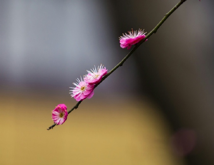 六出飞花休漫舞,一枝春信到江南