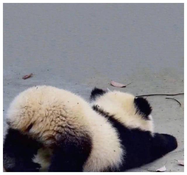 毛绒绒的国宝大熊猫头像超级可爱!爬那么高也不怕跌下来?