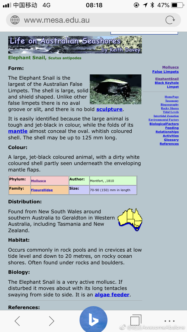 壳薄肉厚大象螺