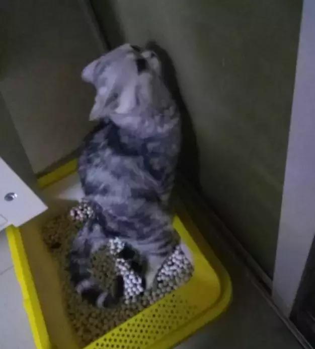 猫的拉屎动作有多猥琐,只有你不敢想的,没有喵星人不敢做的