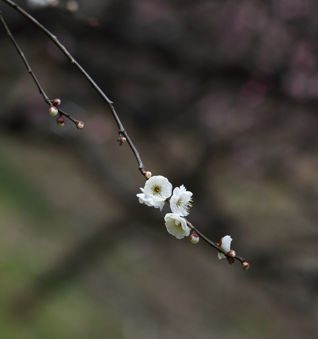 六出飞花休漫舞,一枝春信到江南