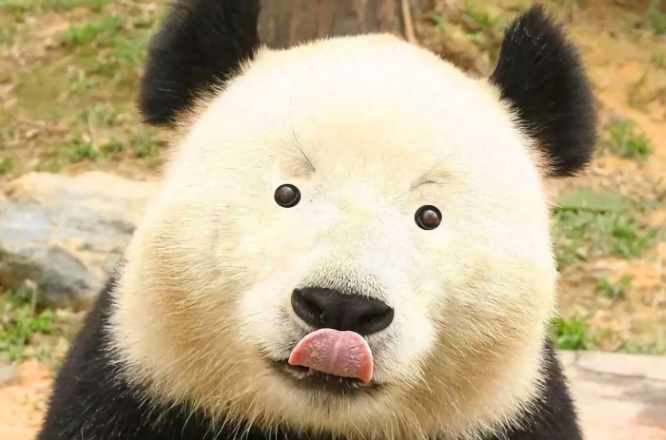 熊猫牌衣服叫什么 13a3-hqhqcir3213119.jpg