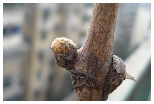 葡萄园各时期病虫害管理大全，种植葡萄的你绝对不能错过