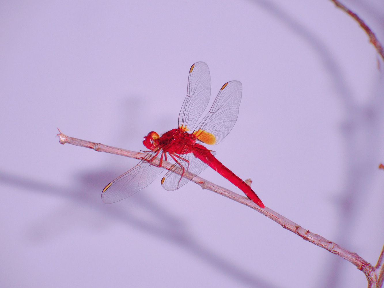 危机来临：紅蜻蜓北京社區怎么玩玩攻略 2025年实测活动与避坑全指南