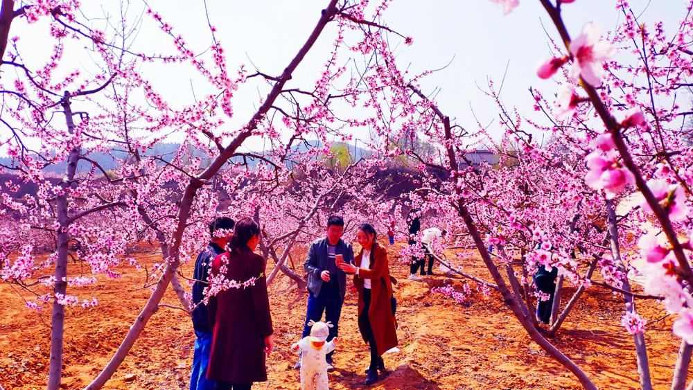 林芝品茶600左右的价位