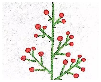 花卉科学:揭秘花序排列方式,哪怕光杆一枝也能