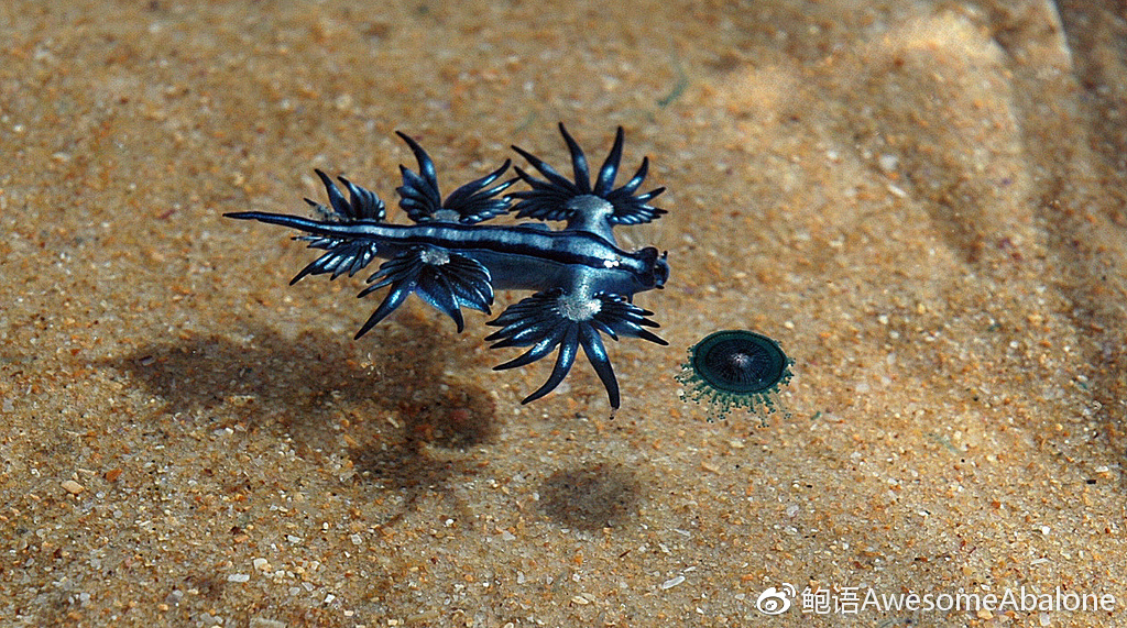 我，海神，超凶！