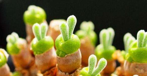 多肉植物界的兔斯基碧光环日常应该这样养护