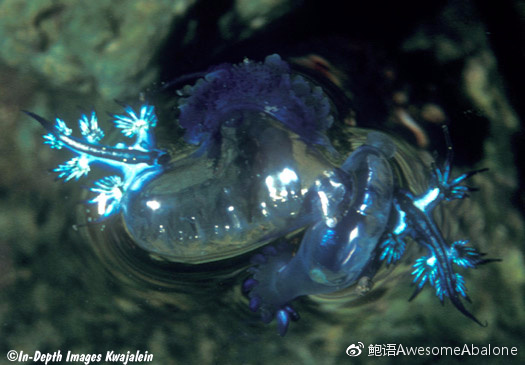 我，海神，超凶！