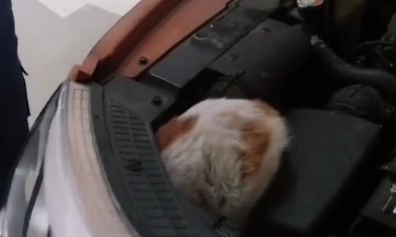 去4S店保养汽车，掀开引擎盖时却发现一只流浪猫，太惊险了