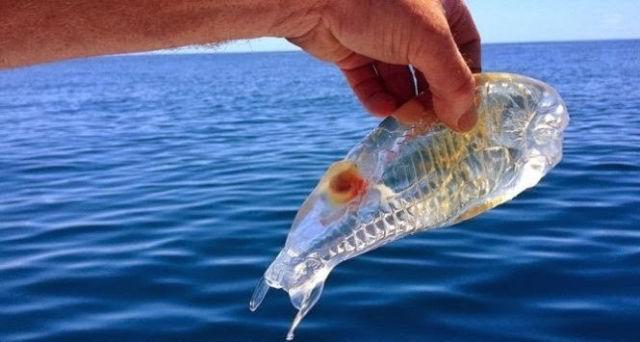 男子捉到一条透明的鱼,专家一看大吃一惊:不是鱼,最好赶紧放生