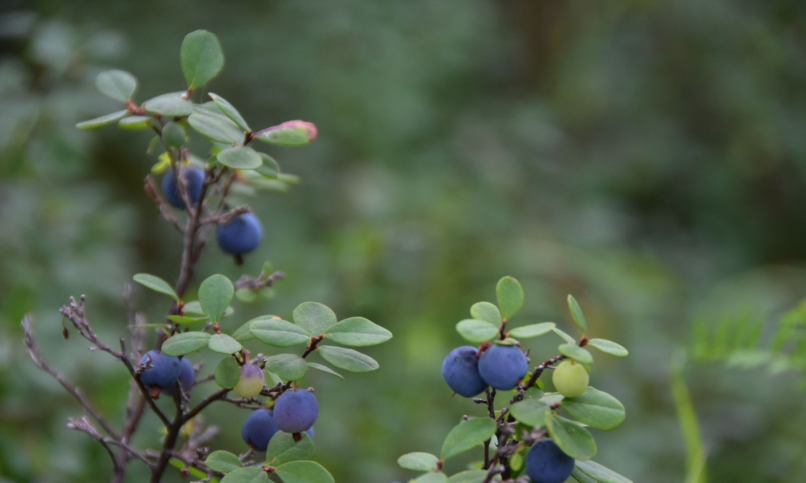 大兴安岭漠河野生蓝莓,七月未八月初是成熟的季节!