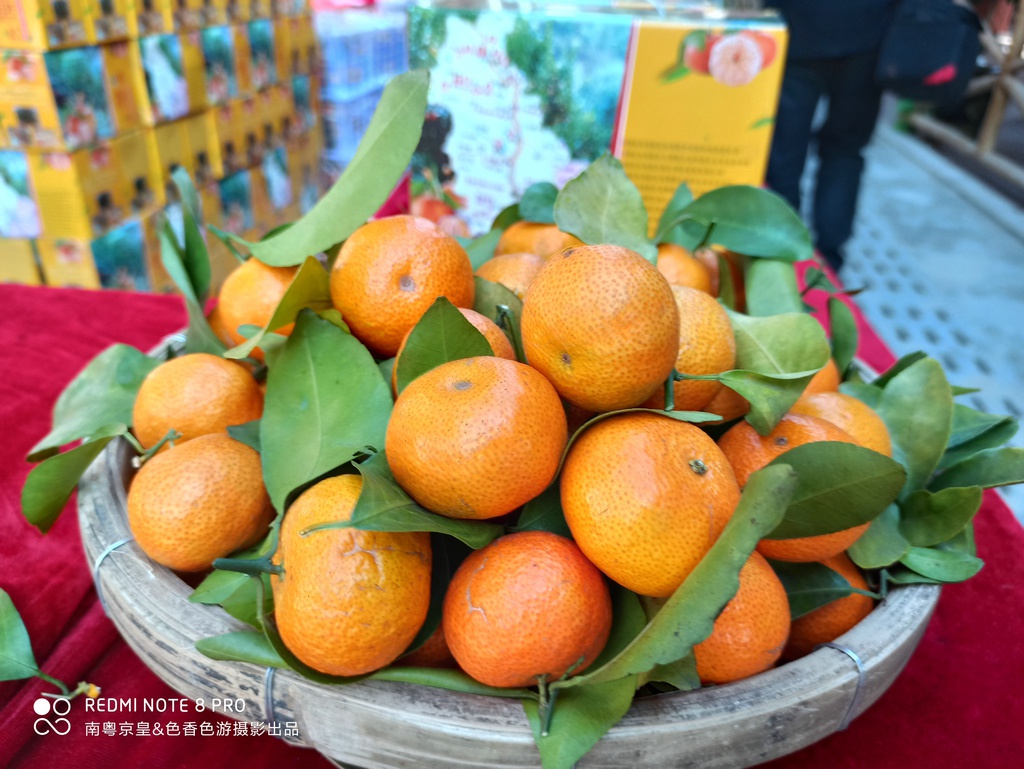 冬日微寒，清新温暖，广东又一靓水果上市了。首日签售6000吨！