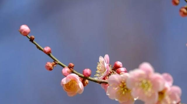 鲜花处处绽放！北京63个赏花最佳公园推荐！