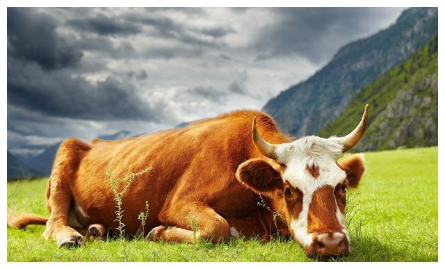 种草养牛可以吗?一亩地可以产多少吨牧草?