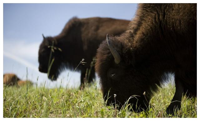 种草养牛可以吗?一亩地可以产多少吨牧草?