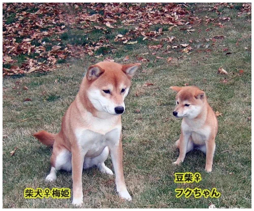 柴犬小课堂之解析豆柴