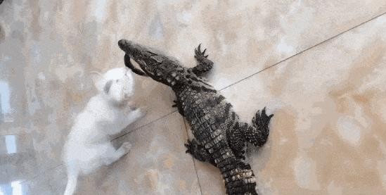 猫: 鳄鱼也是鱼, 是鱼就归我管, 小白猫从鳄鱼嘴里夺泥鳅吃