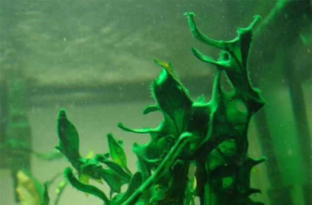 藻类：神奇的“炼金术士”...