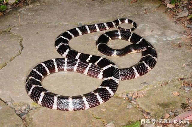 泰国巨型眼镜王蛇四处寻仇？配偶被村民杀死！它真会报...