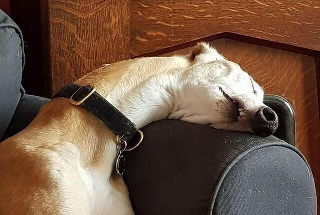 8只疲惫的狗,用搞笑的睡姿,证明动物也是会努力让自己