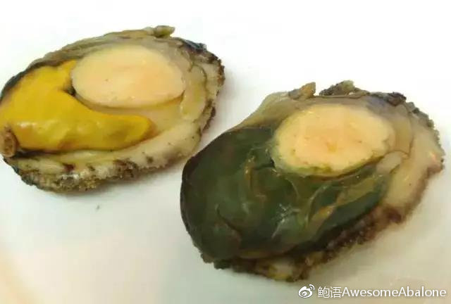 鲍鱼的“两性奥秘” 鲍鱼的“两性奥秘”