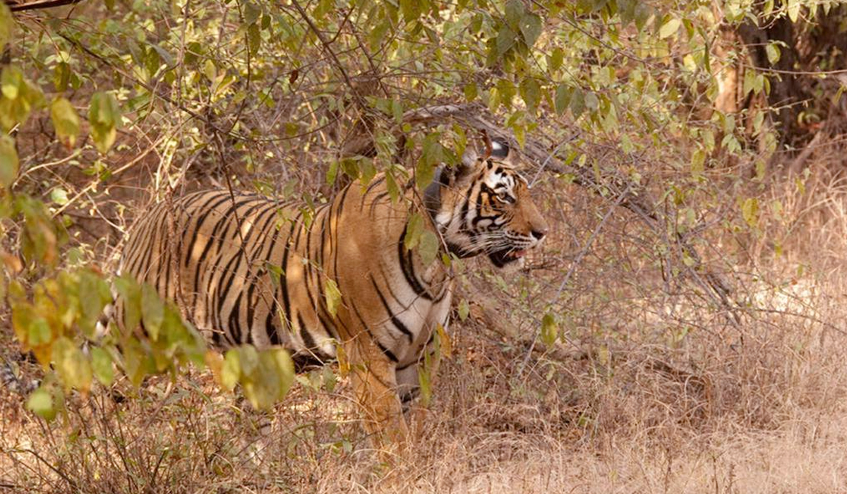 食肉动物眼睛在前食草动物眼睛在两边 眼睛位置与生存策略的奥秘