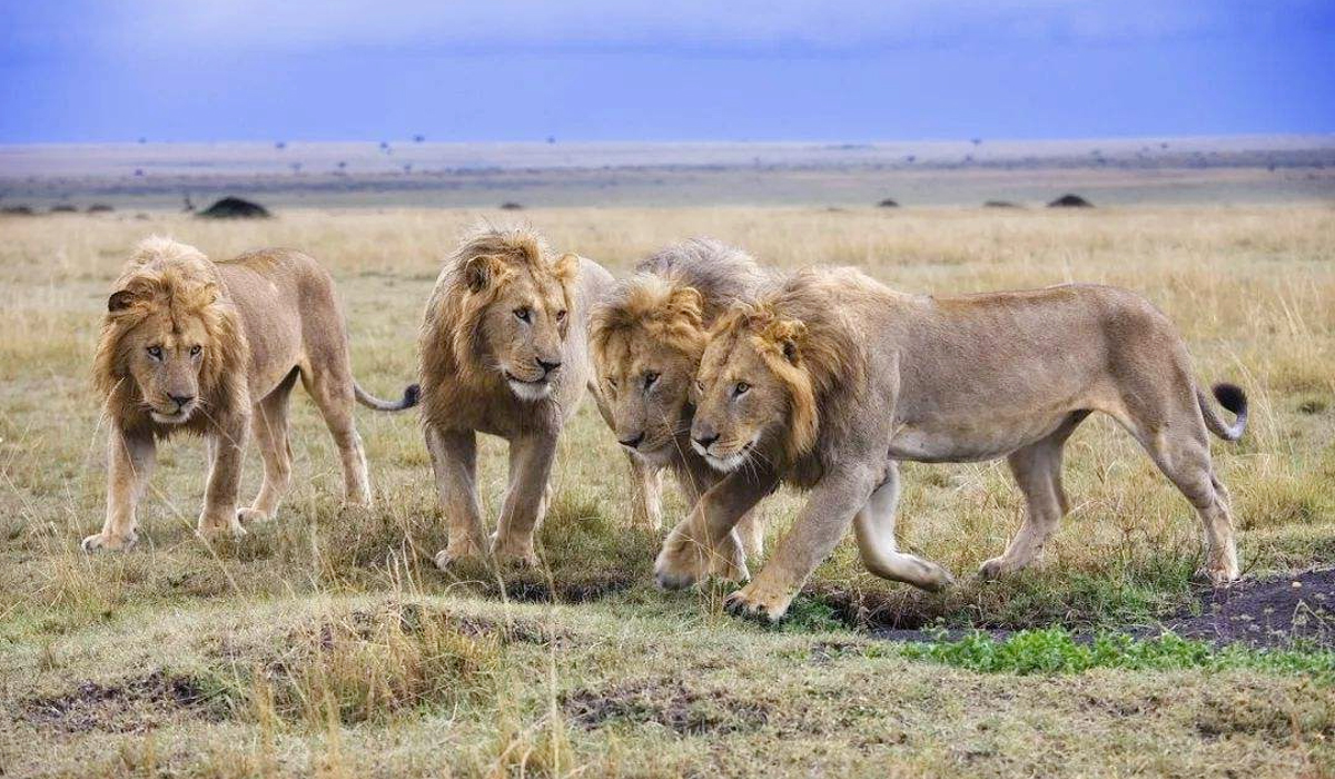 老猴子为何选择减少交友？...