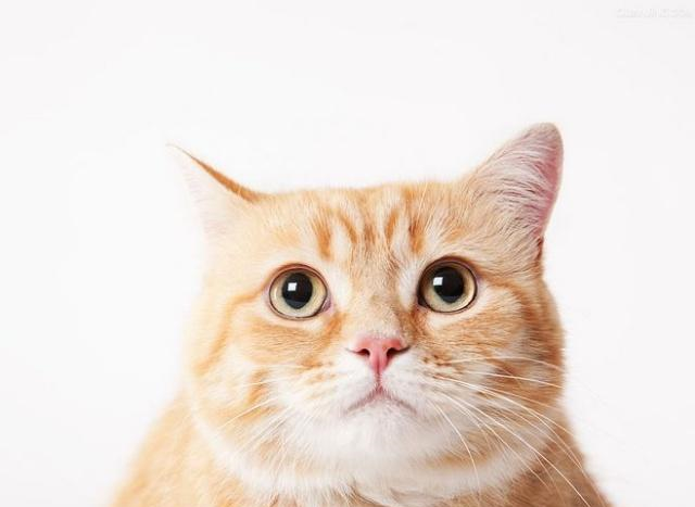 暹罗猫为什么那么臭两个办法帮助你解决猫咪臭