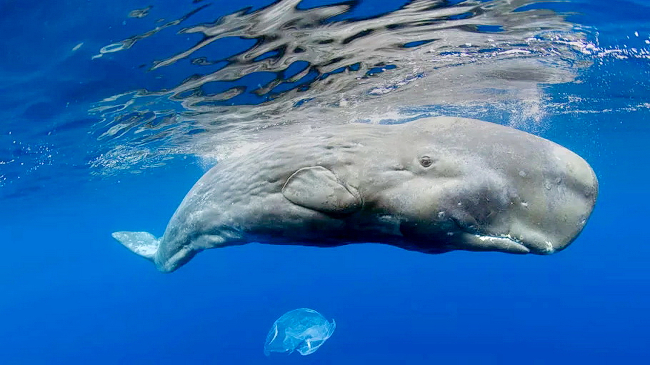 世界上寿命最长的哺乳动物：不是大象，不是蓝鲸，而是一只肥宅！