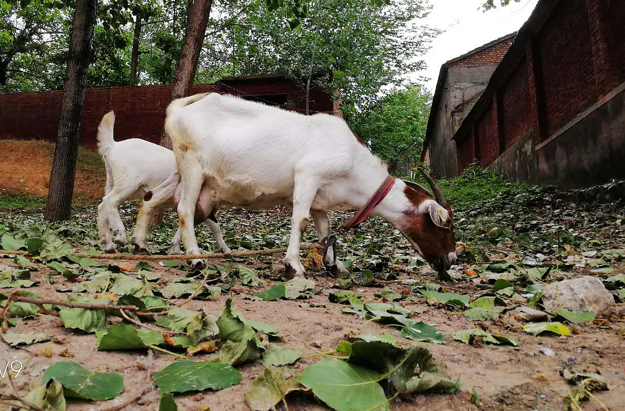 绿云掩映小院新,洋洋得意芒砀山。