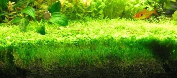 绿藻对生态系统的影响 地球引力消失的后果