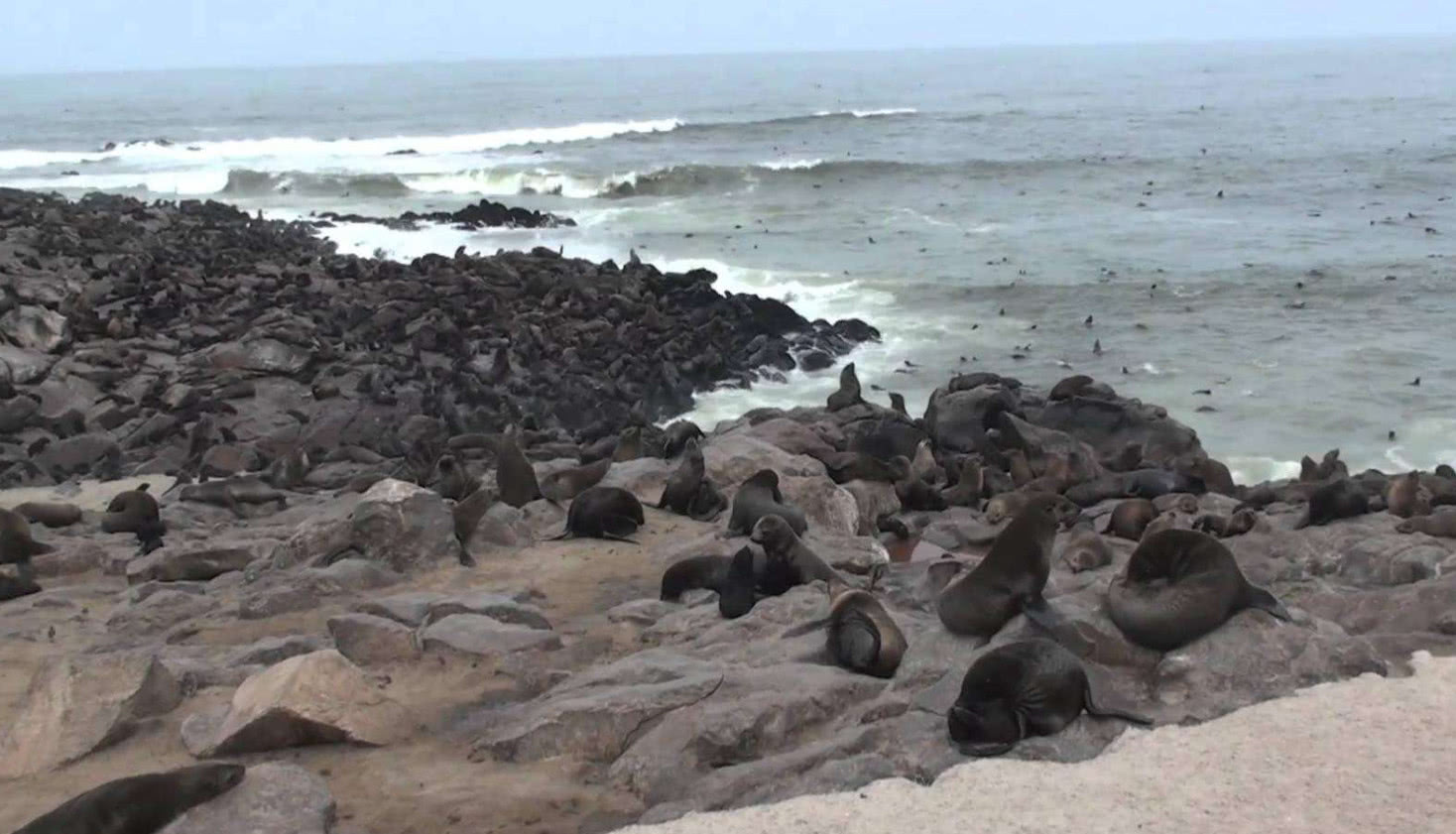 什么什么学舌的成语_成语故事图片(2)