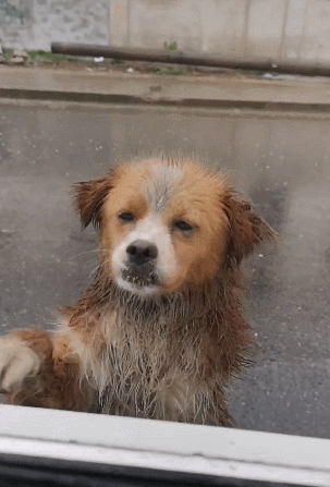 狗狗雨中求助,一见车就扒窗户,老司机泪湿眼底