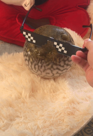 男子把河豚抓起来,河豚气得圆成球,带上眼睛让人笑喷!