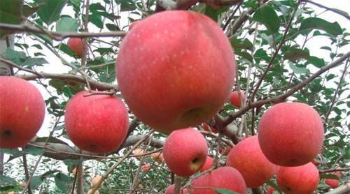 美国极寒天气下,苹果树结出“空心冰苹果”,晶莹剔透,像艺术品