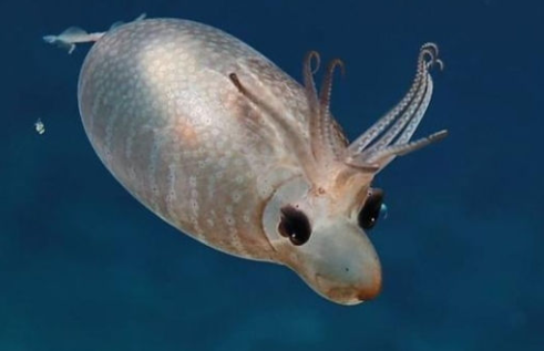 深海里有鹿角的奇怪生物竟然还长着猪鼻子你认识吗