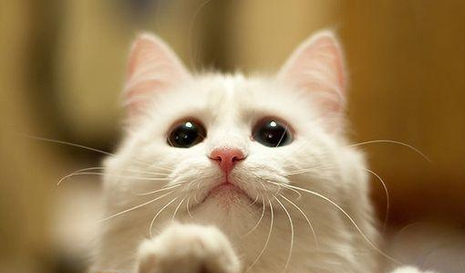 暹罗猫为什么那么臭两个办法帮助你解决猫咪臭