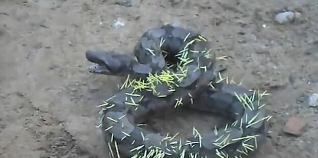 近日，一只贪吃蟒蛇潜入农户家一口气吞掉大鹅，不料准备逃跑时尴尬一幕发生。