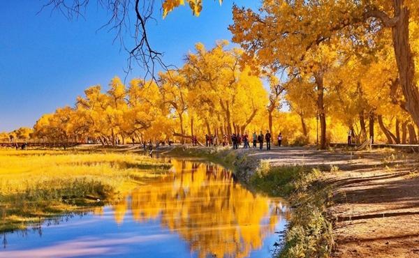 中国最美的秋景,是内蒙古额济纳胡杨林,一年只出现20天
